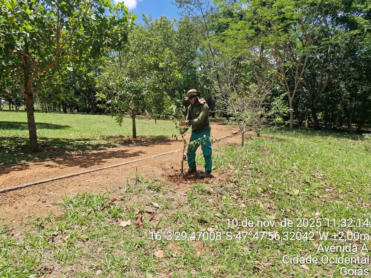 Mais verde, mais vida: Alphaville intensifica o plantio de árvores frutíferas