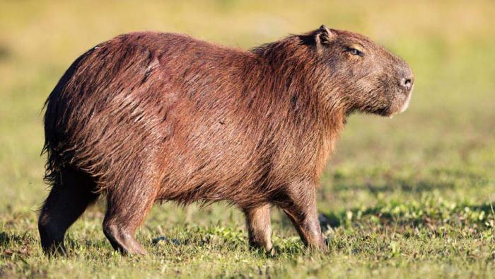 capivara